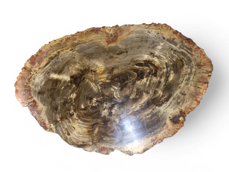 TABLE DE SALON EN BOIS PETRIFIE SOHO