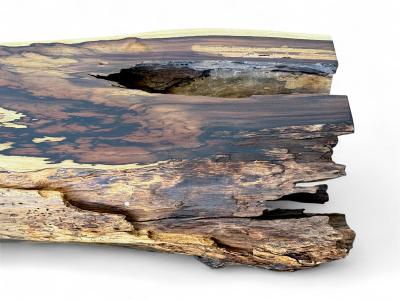 Detail eines Holzstammes Piero