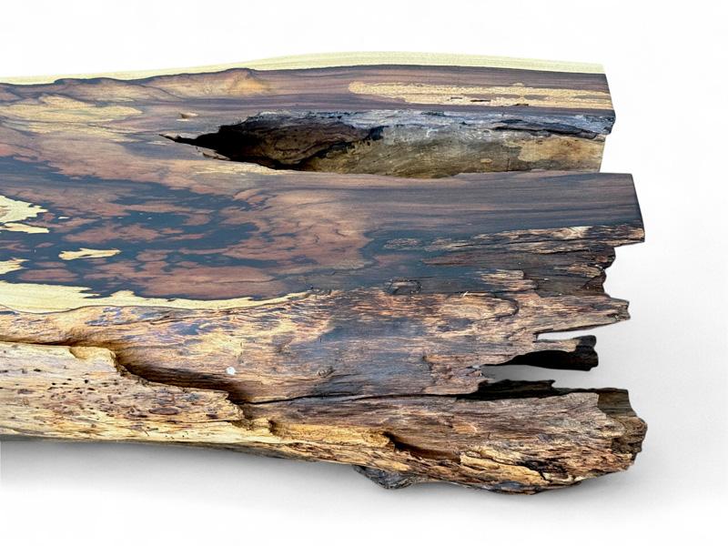 Detail eines Holzstammes Piero