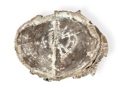 MESA DE CENTRO DE MADERA PETRIFICADA UMA