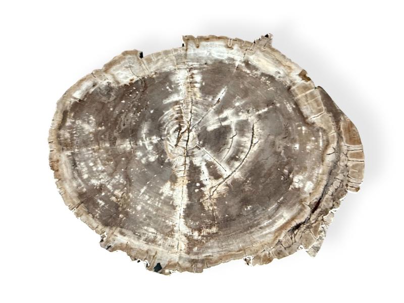 ACHETER TABLE BASSE EN BOIS PETRIFIE UMA