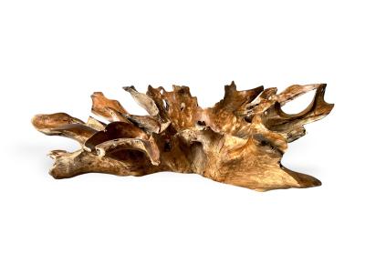 Teak root for coffee table