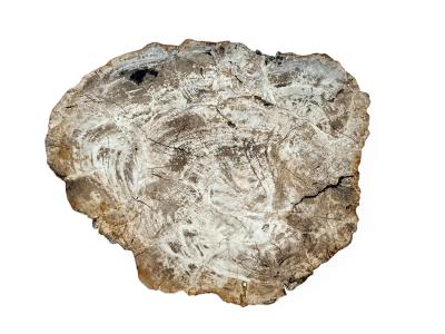 MESA DE CENTRO DE TRONCO DE ÁRBOL PETRIFICADO MOOREA