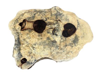 TAMARIND WOOD COFFEE TABLE BIBURY