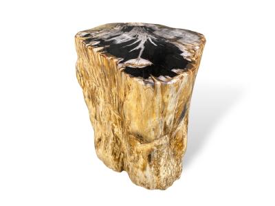 DECORATIVE PIECE IN PETRIFIED WOOD GASSIN