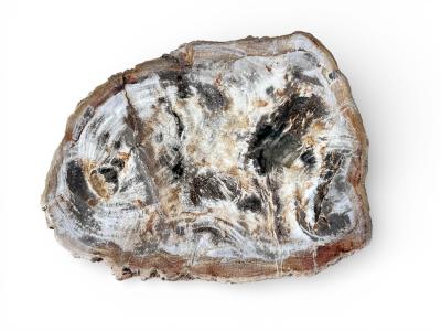 TAULETA DE FUSTA FOSILITZADA BLANCHE