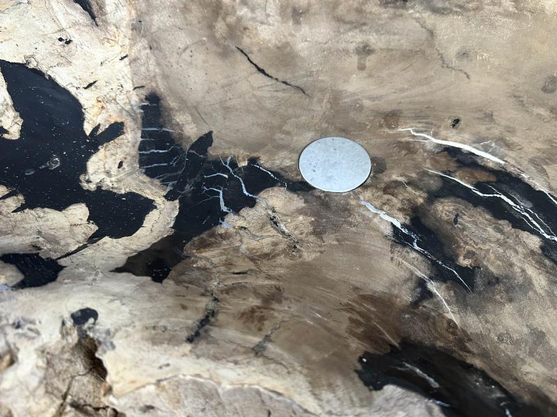 LAVANDINO IN LEGNO FOSSILE CARL
