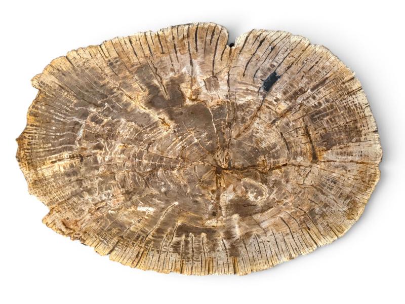MESA AMBAR DE MADERA PETRIFICADA SIRACUSA