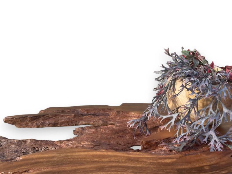 MESA DE CENTRO DE MADERA TROPICAL SAMANEA SAMAN