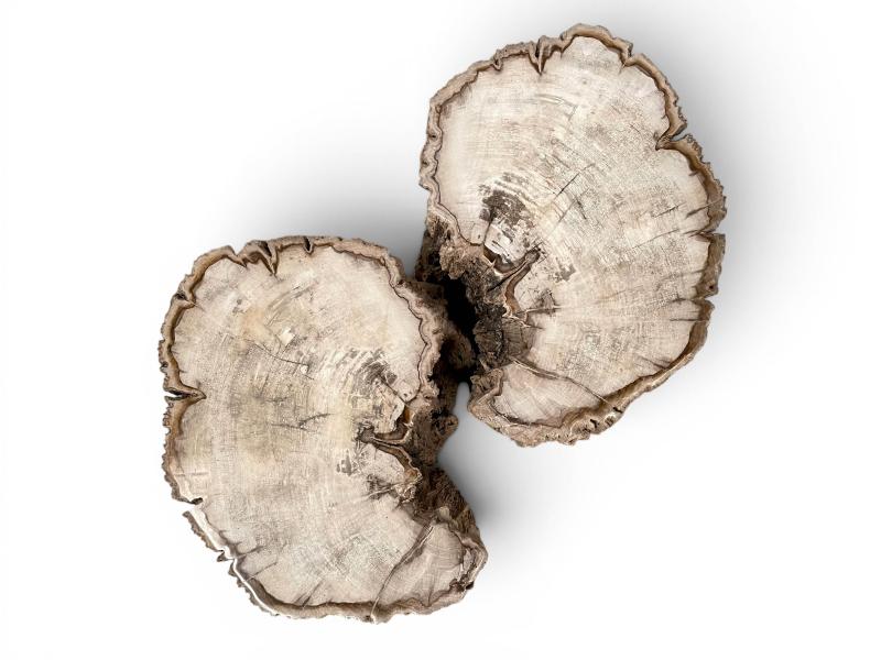 PAIR OF DECORATIVE STOOLS IN PETRIFIED WOOD